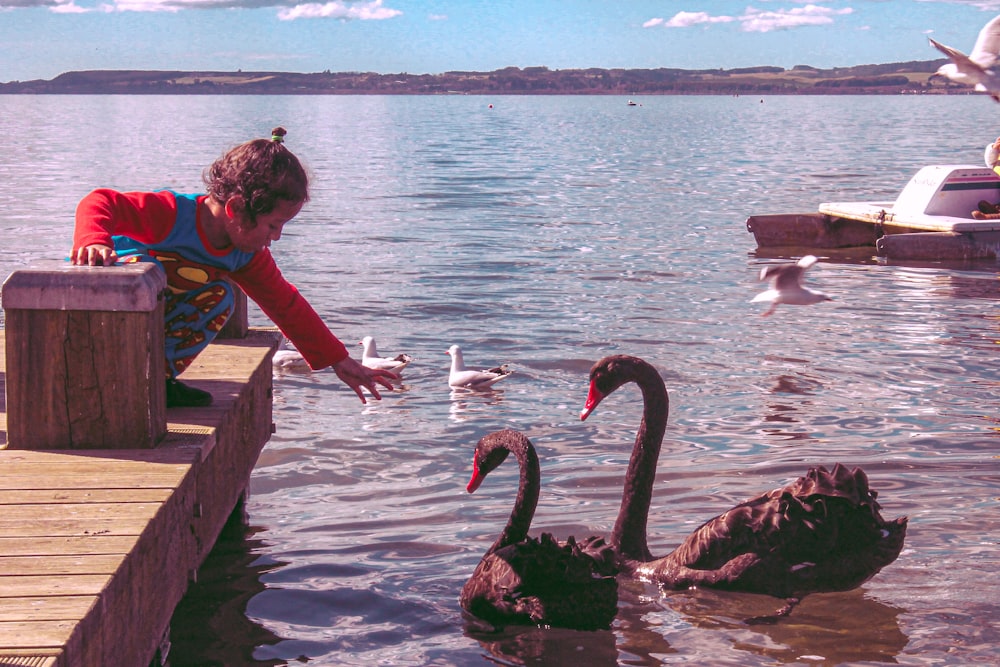 girl on brown wooden dock beside black swans