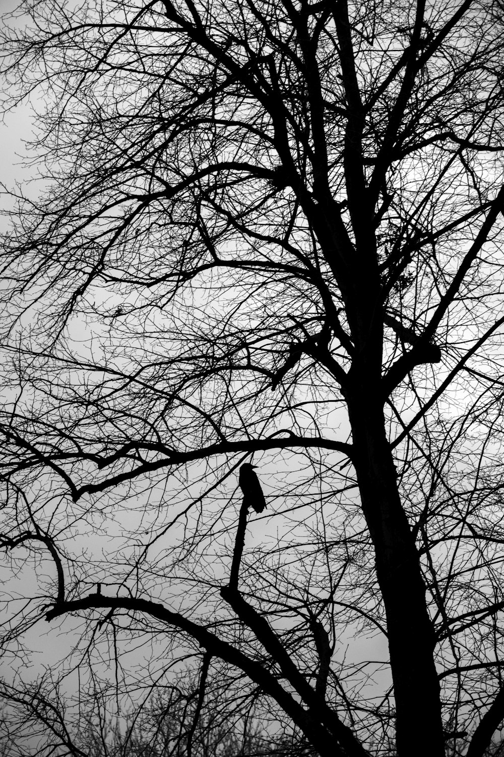 silhouette of bare tree