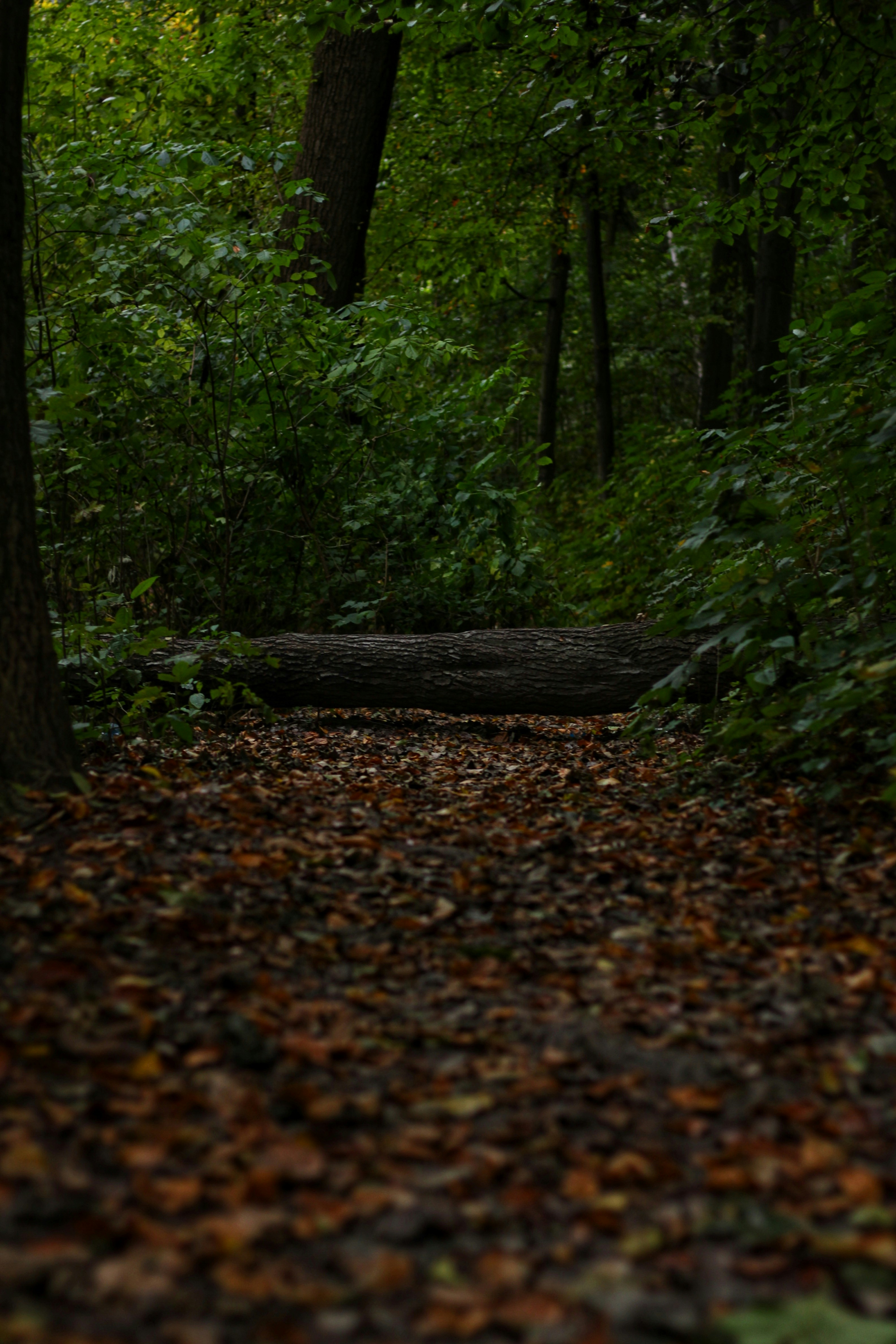 黒い丸太と森の小道の写真 Unsplashで見つけるリヴィウの無料写真