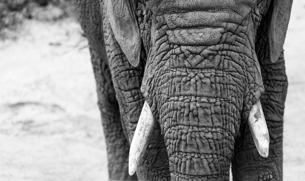 grayscale photography of elephant