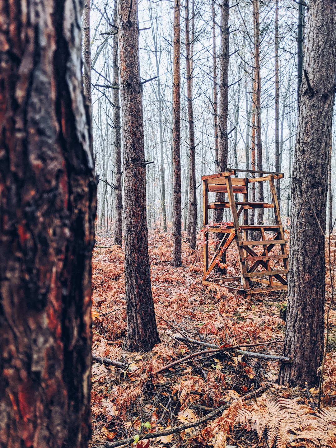 brown wooden stand surrounded by bare trees