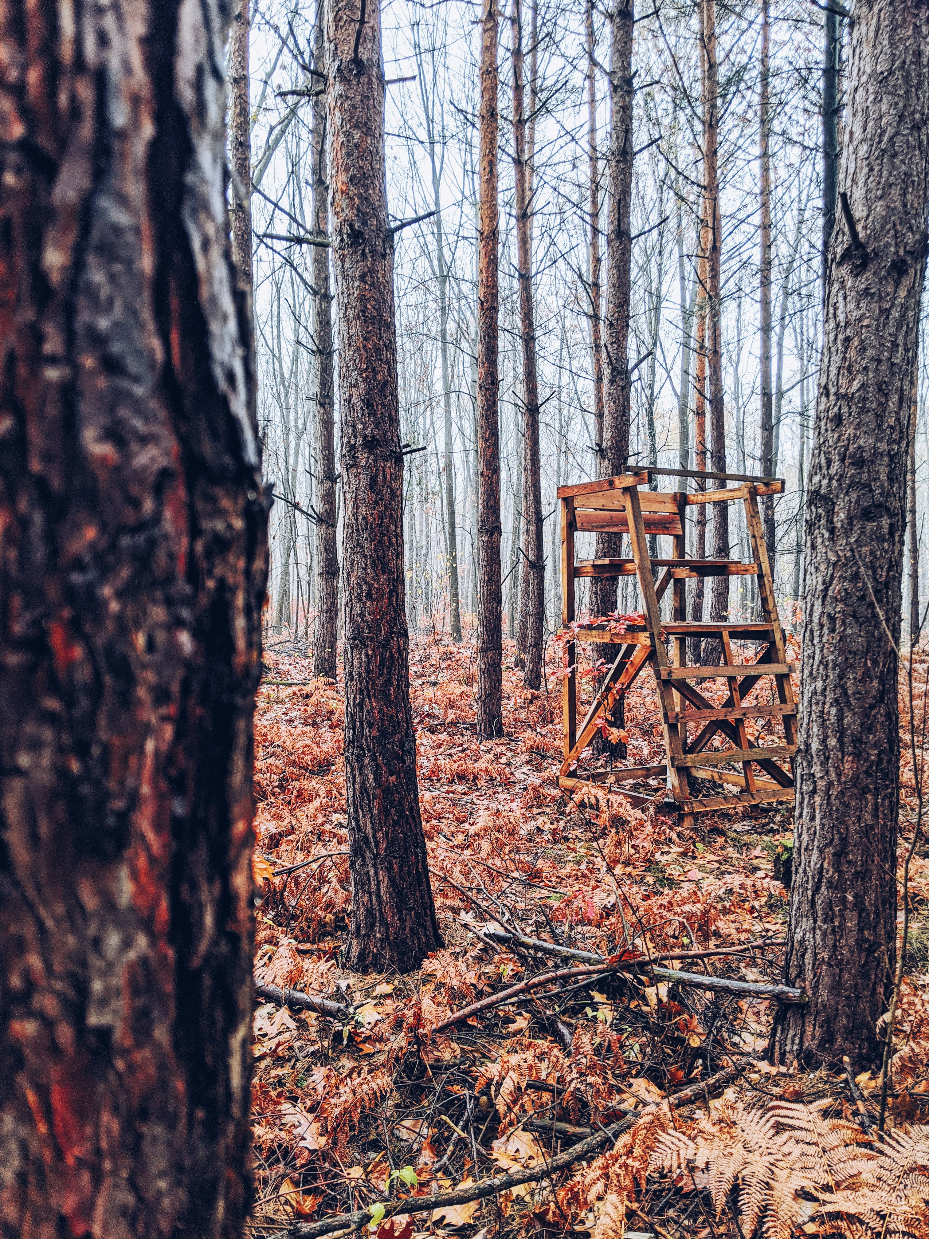 brown wooden stand surrounded by bare trees