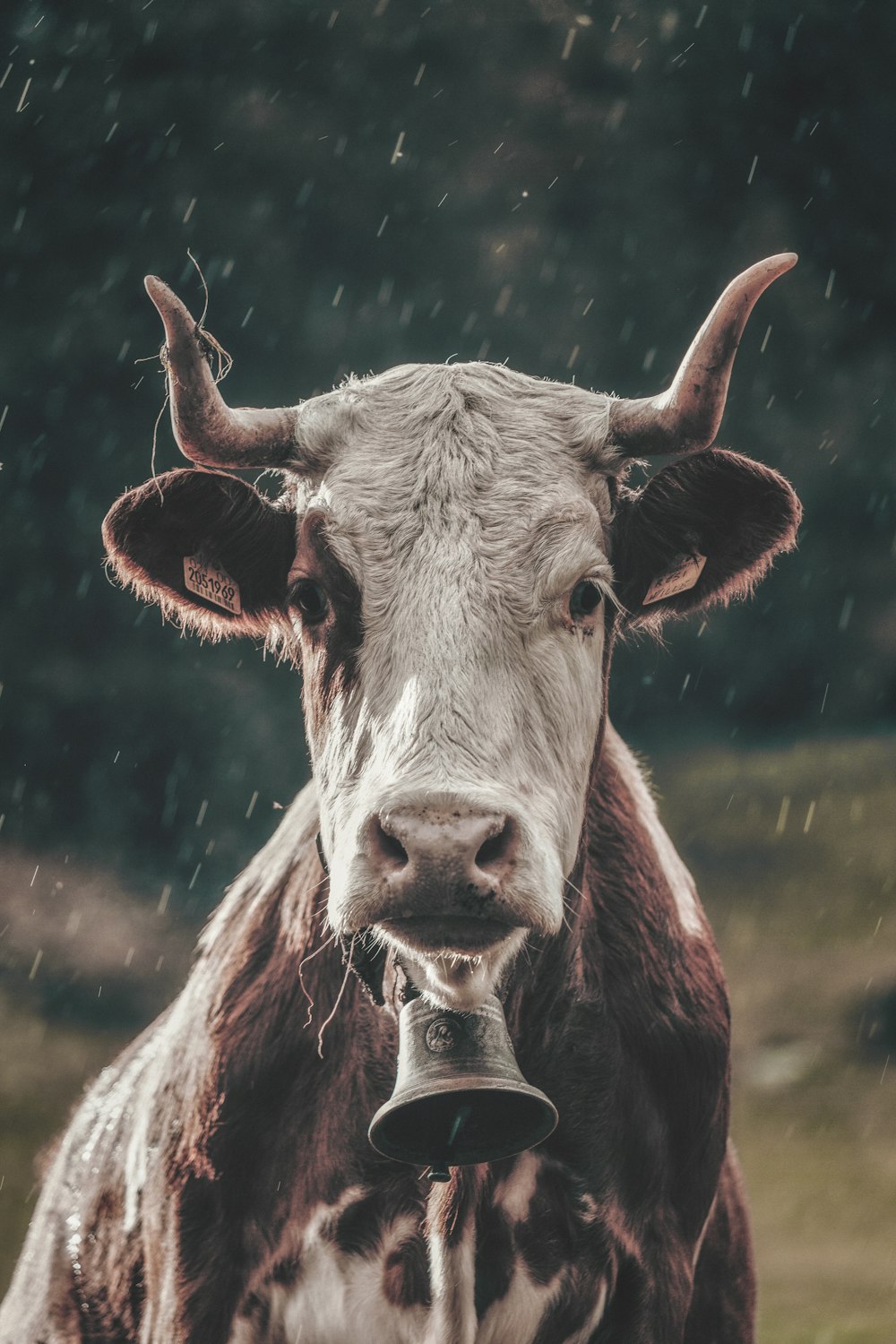 white and brown cow