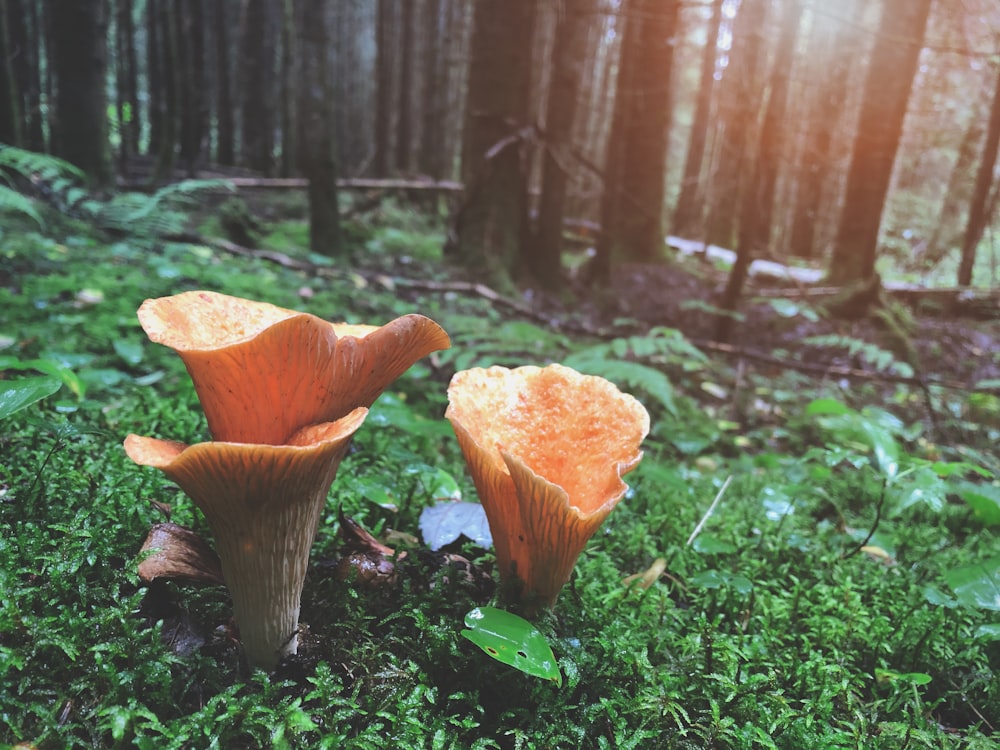 Champignons bruns sur un champ d’herbe