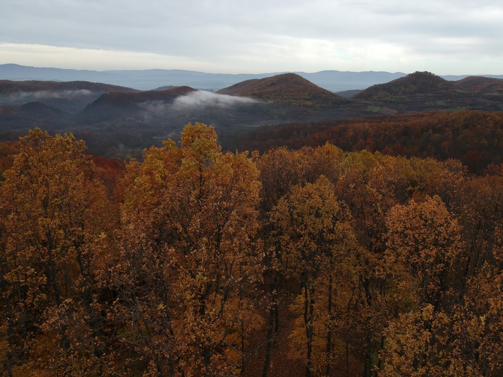 brown-leafed trees during daytime