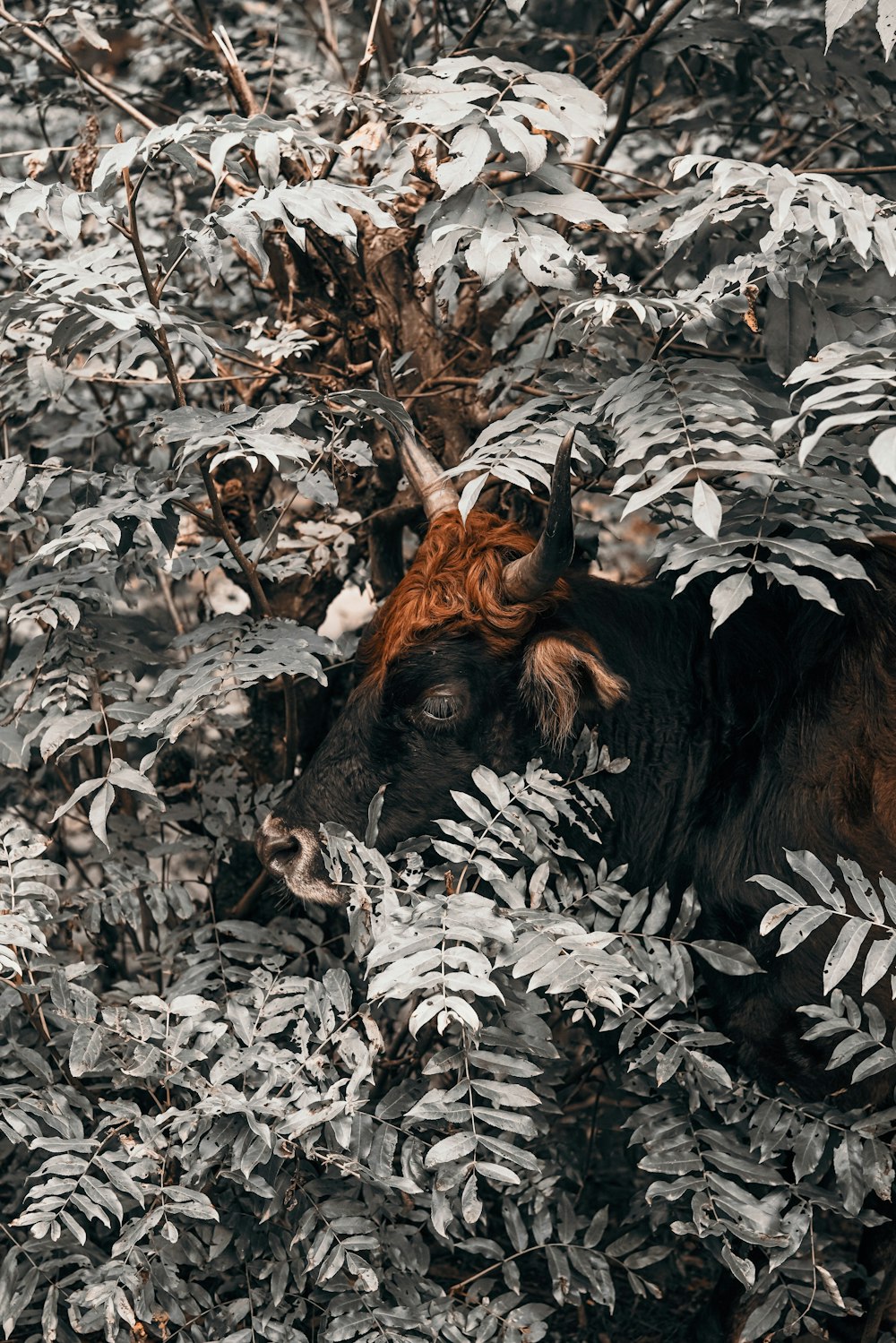 brown horned animal beside gray plant