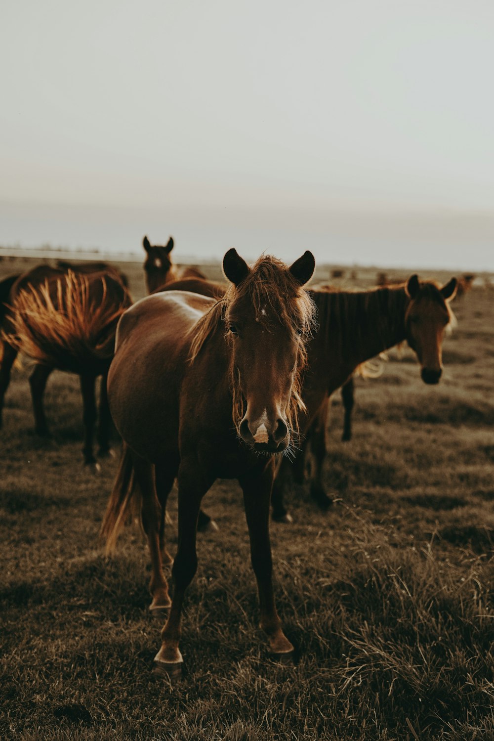 brown horses on grass field