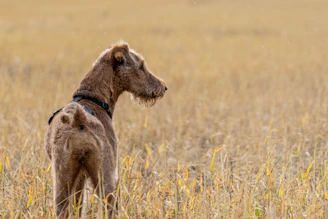 The wide open space of the sanctuary with a dog exploring the natural surroundings.