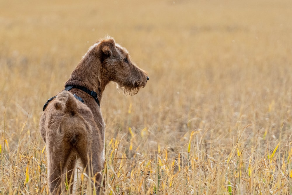 brown dog on brown grass field