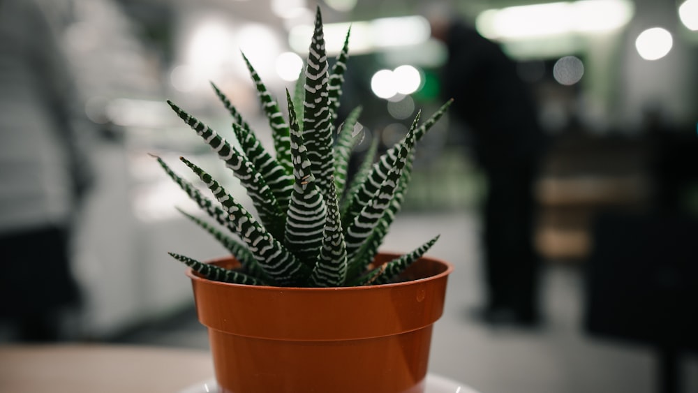 green and white aloe vera plant