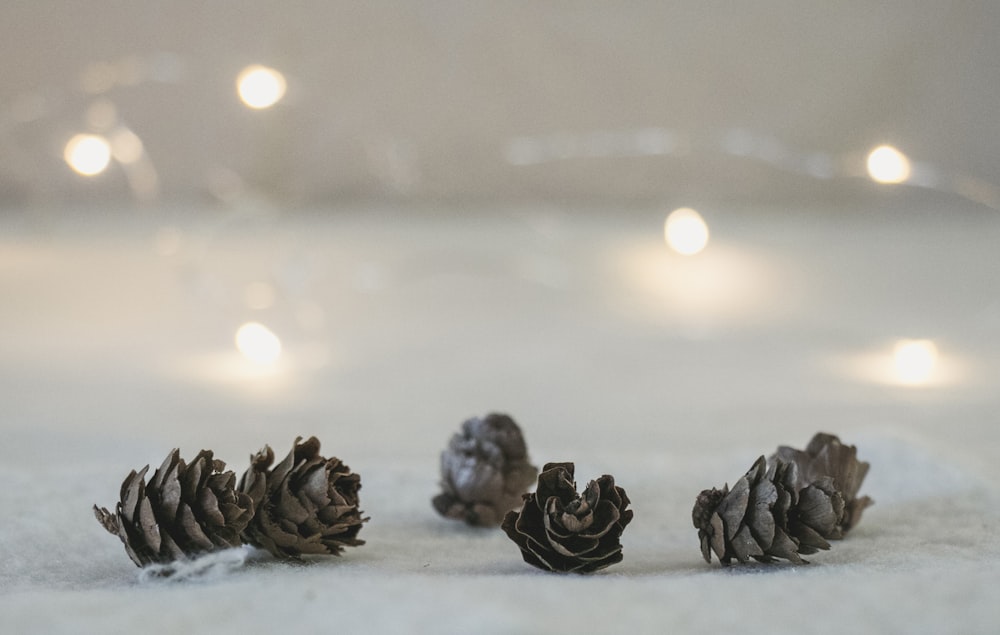 brown flowers on white surface