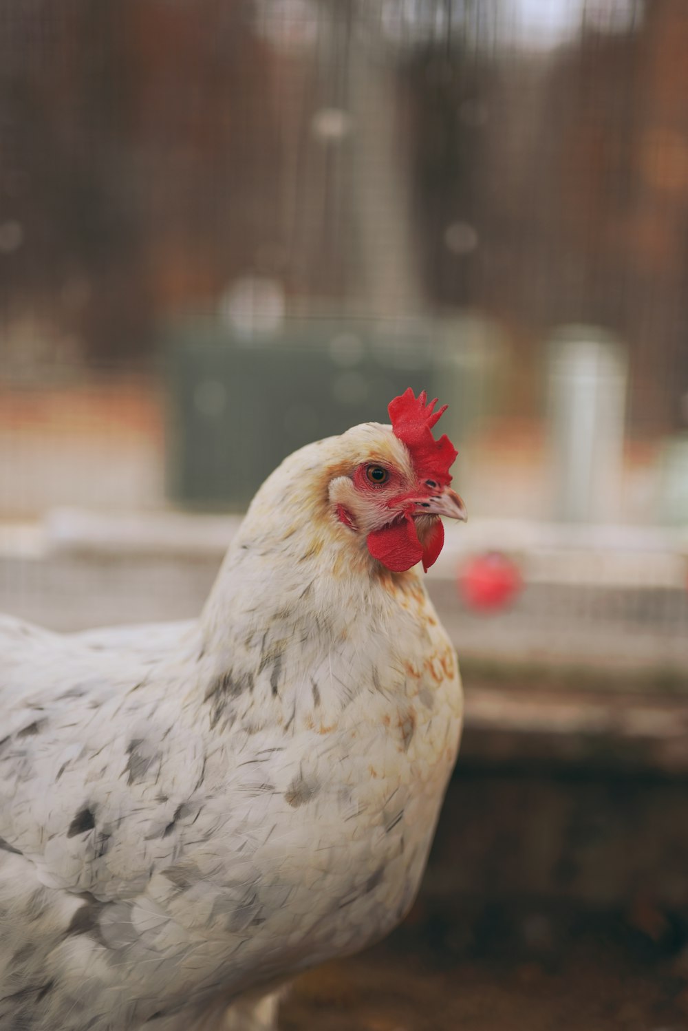 white and red chicken