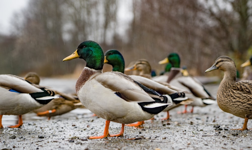 mallard ducks