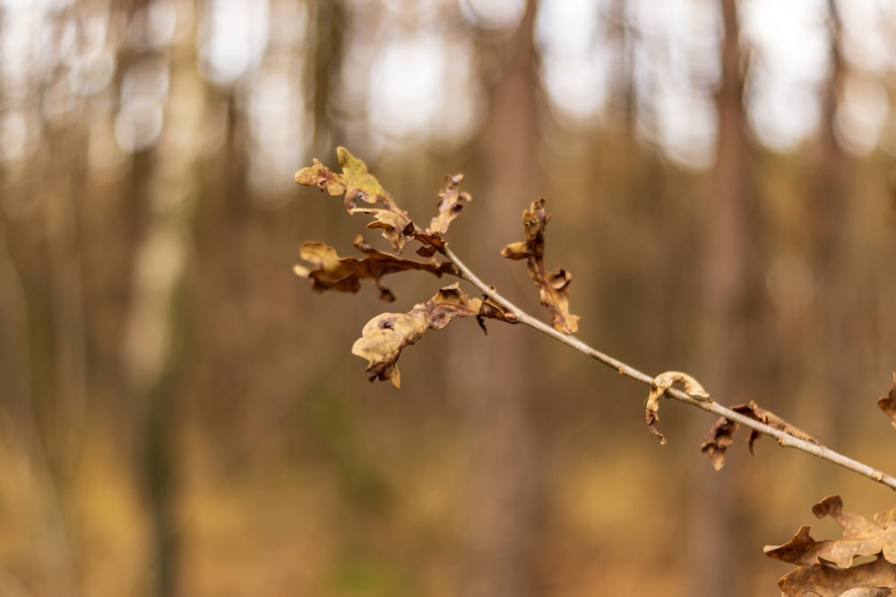 selective focus photography of brown leaf