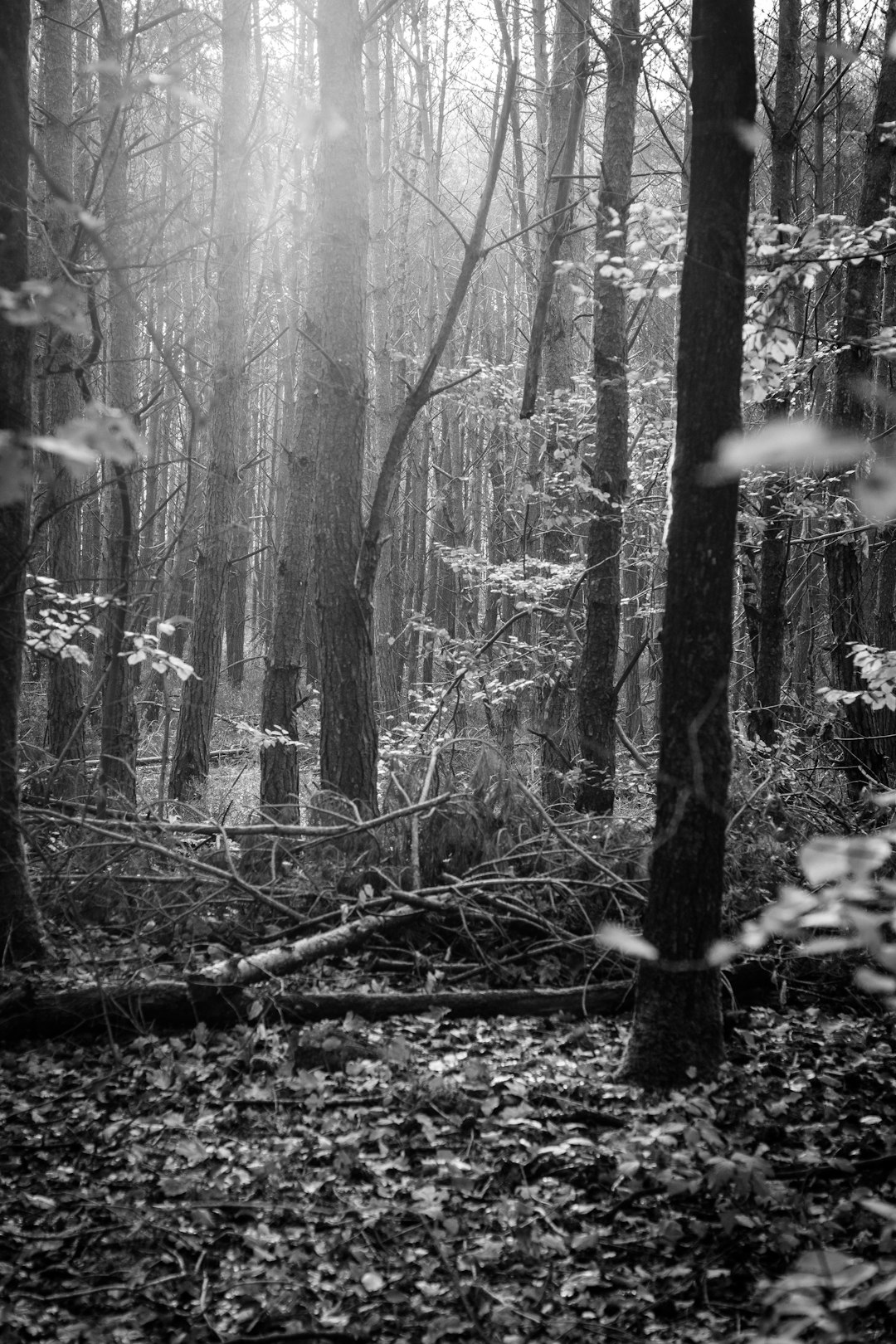 Forest photo spot Rotterdam Staelduinse Bos