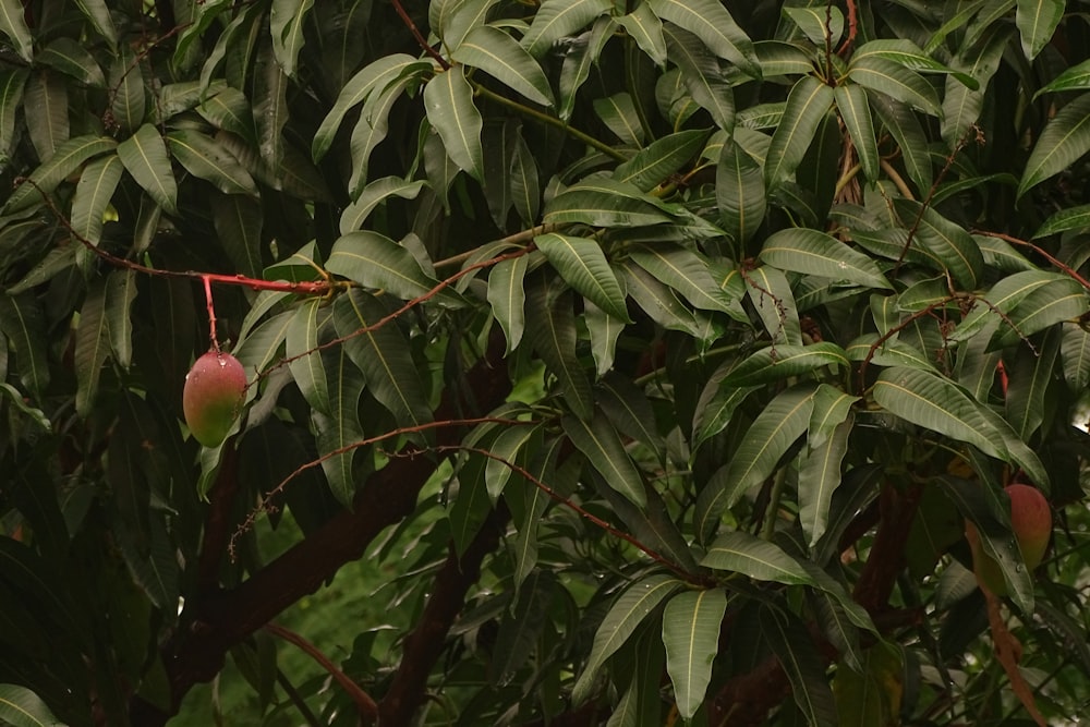 mangoes on tree