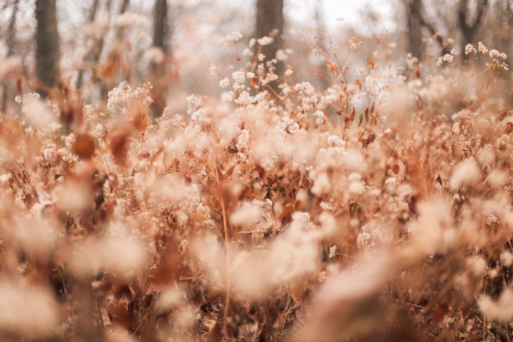 brown grass