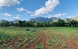 A lush, green agricultural field stretches into the distance, with rows of crops planted in neat lines. The scene is set against a backdrop of tall, verdant mountains under a clear blue sky with scattered fluffy clouds. Trees line the field, adding to the natural beauty of the landscape.