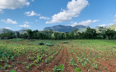 A lush, green agricultural field stretches into the distance, with rows of crops planted in neat lines. The scene is set against a backdrop of tall, verdant mountains under a clear blue sky with scattered fluffy clouds. Trees line the field, adding to the natural beauty of the landscape.