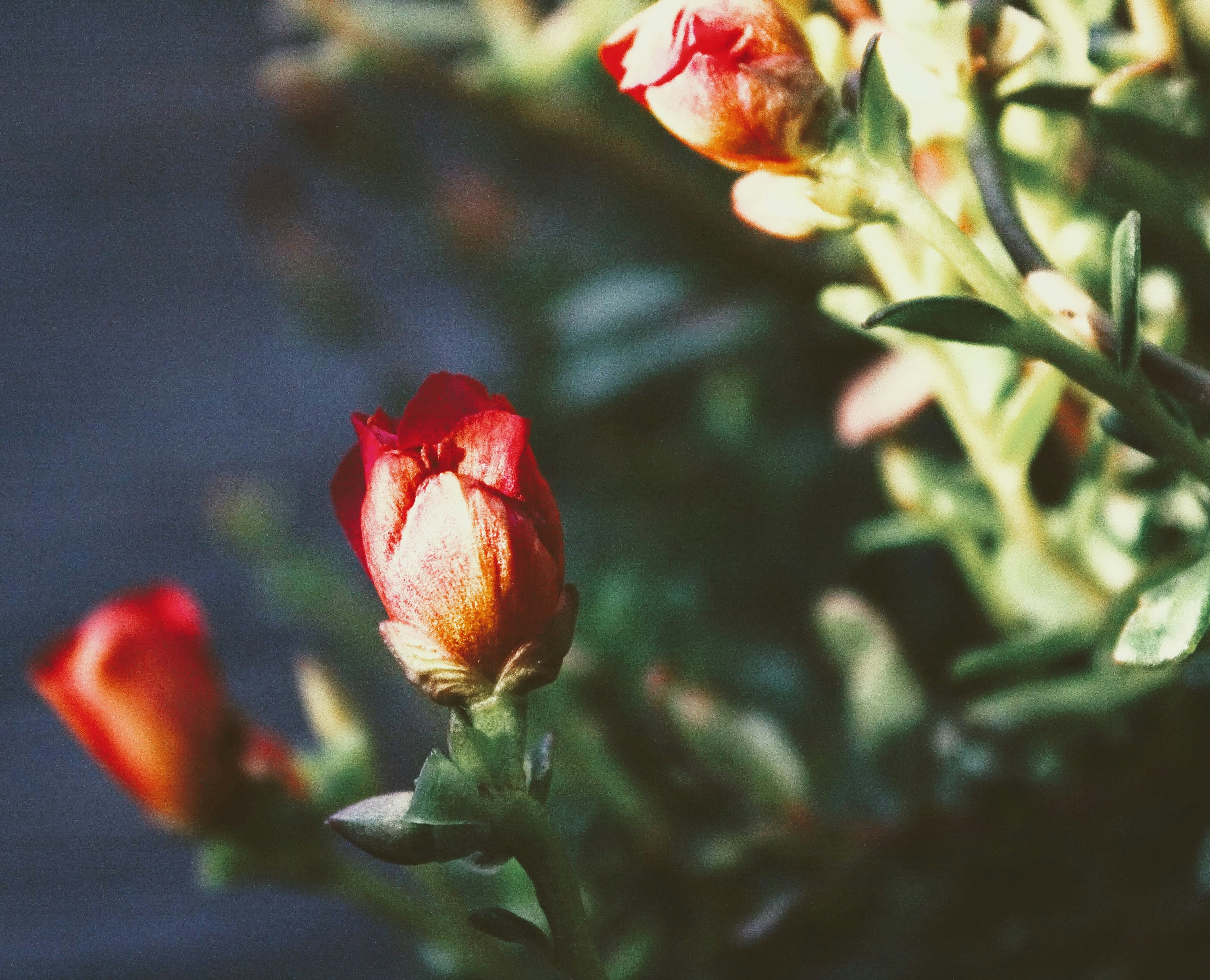 Photo by thelaibaali