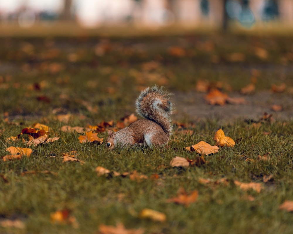 selective focus photo of brown and white squirrel on grass