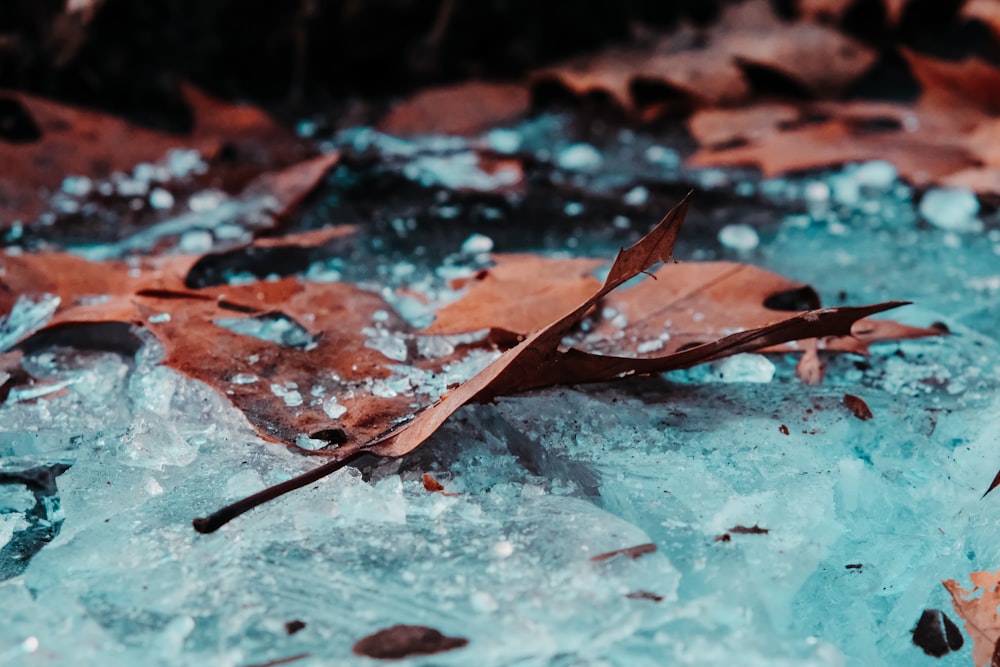 brown leaves on ice