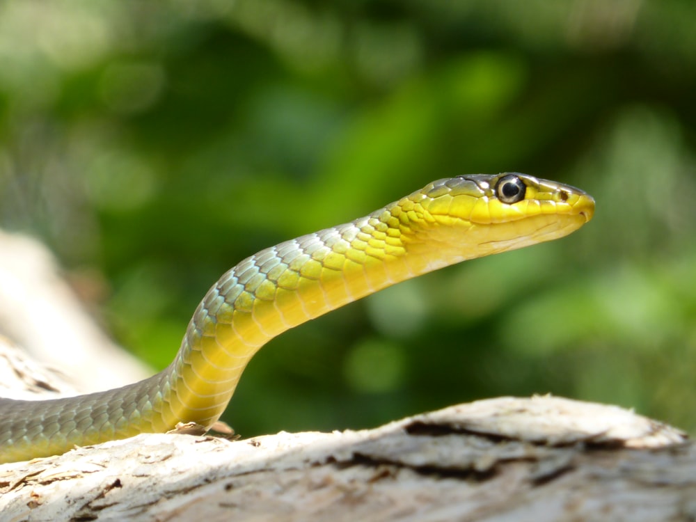 green and yellow snake in close-up photography