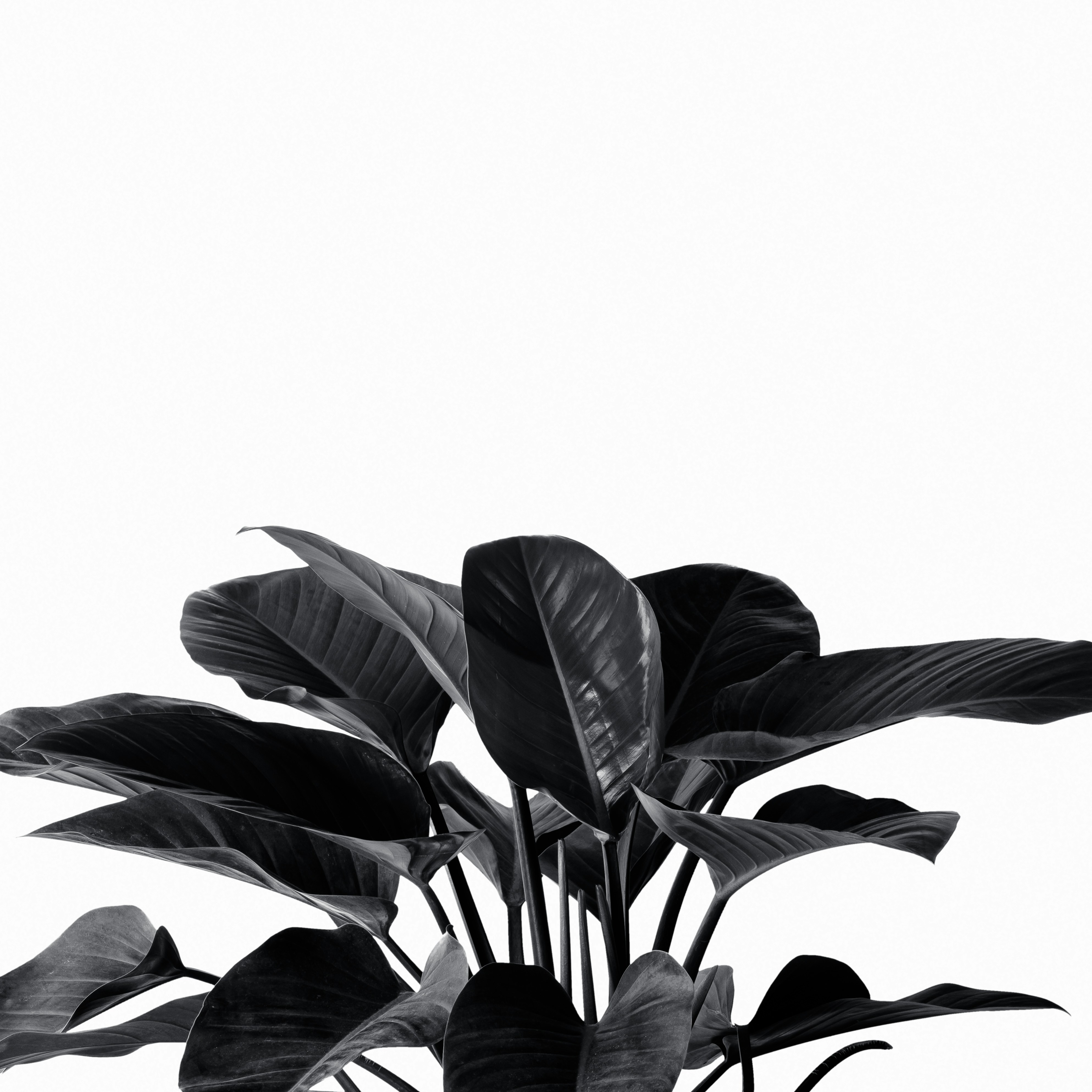 Photo by jonathanhorst