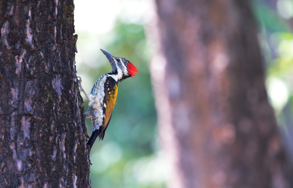 selective focus photography of woodpecker