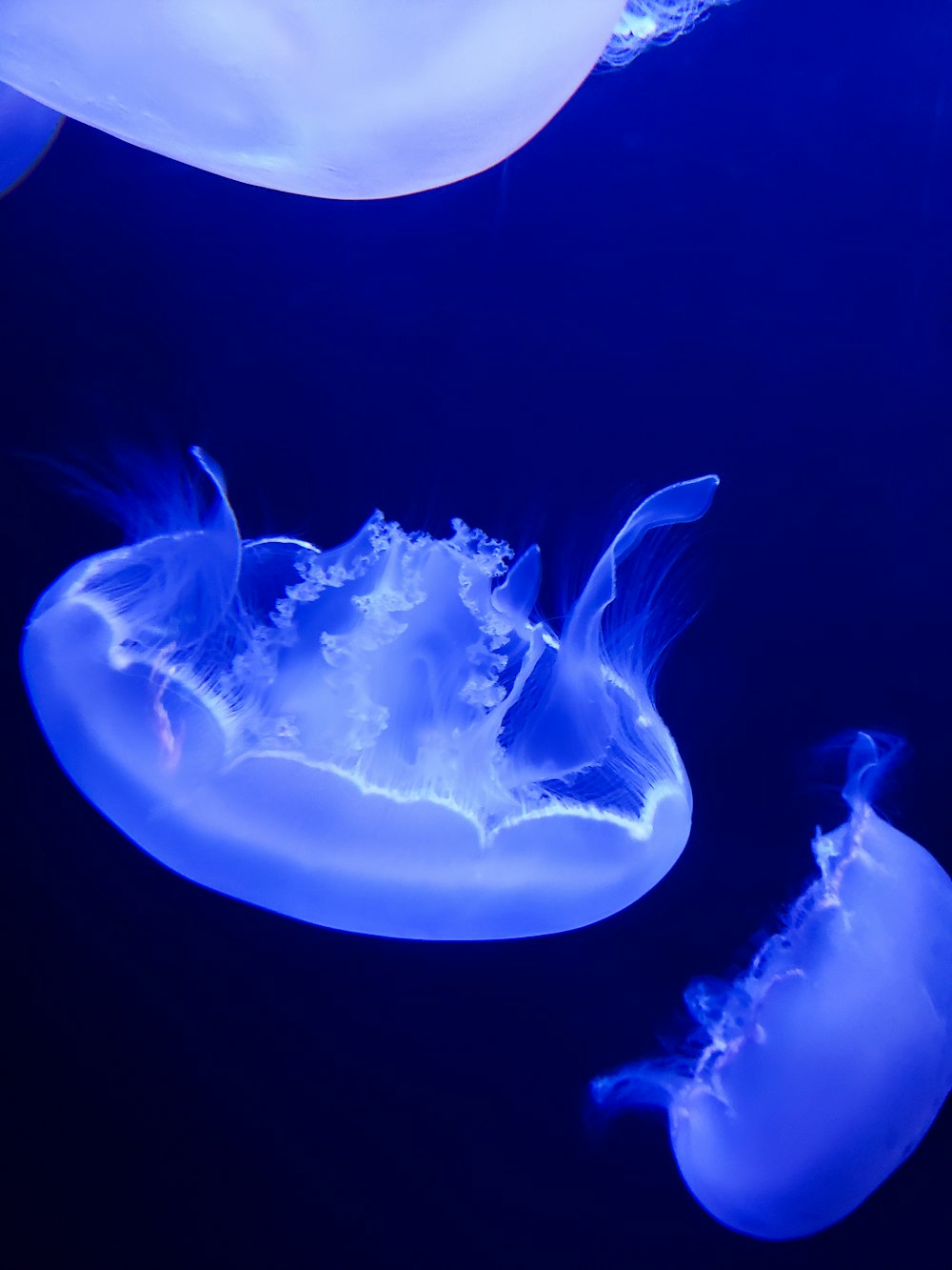 two jelly fishes