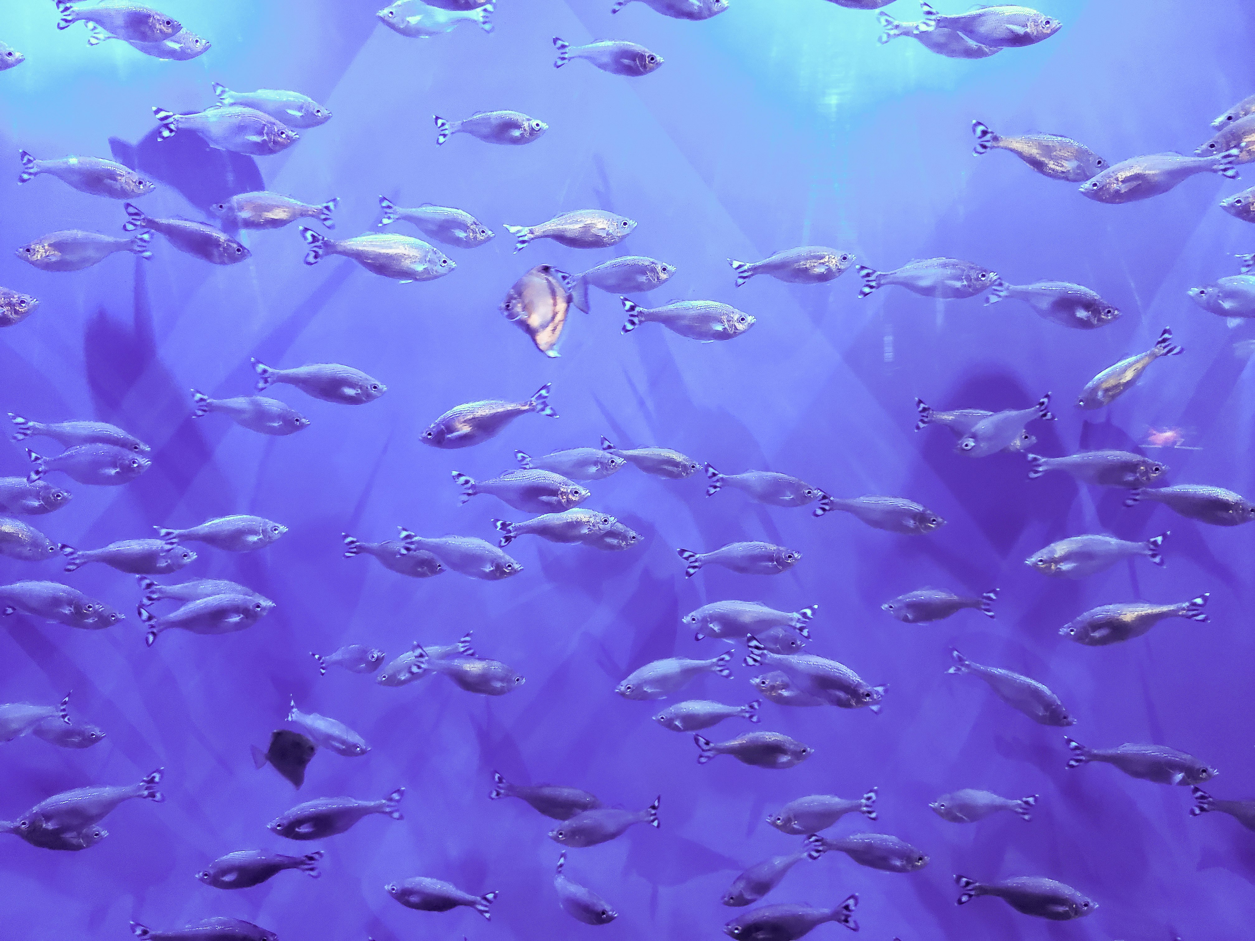 group of fish