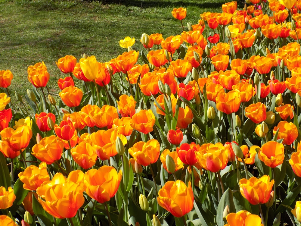 bed of orange-petaled flowers