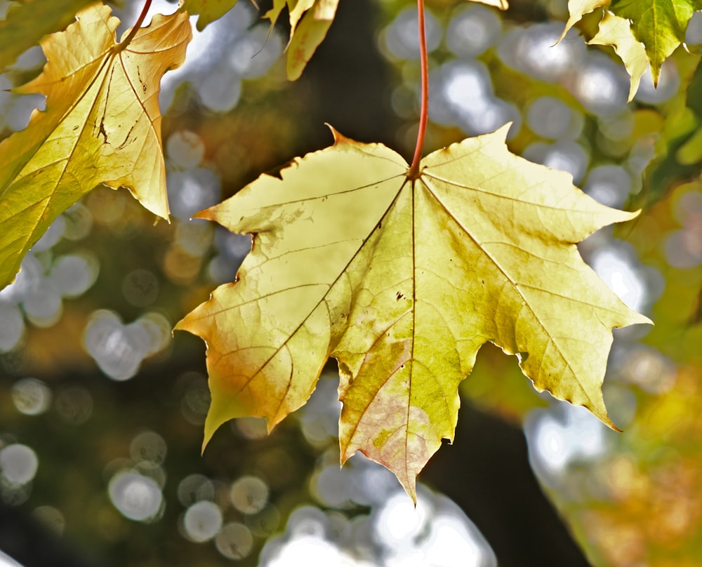 selective focus photography of green-leafed plants