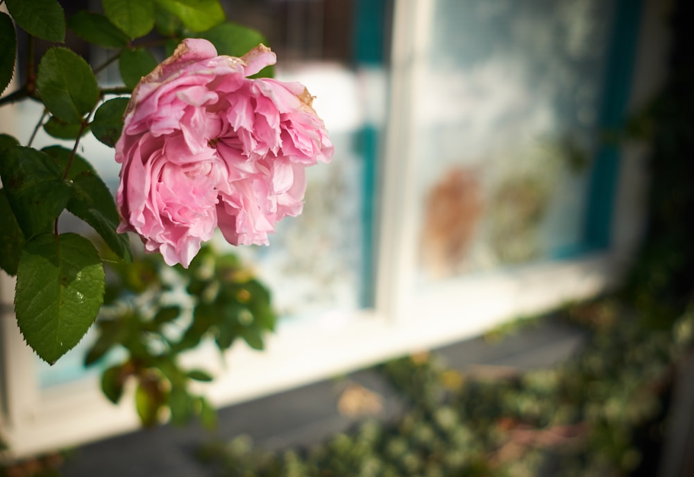 selective focus photography of pink petaled flower