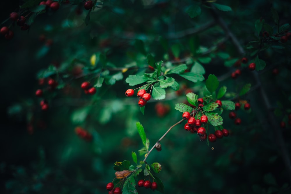 Foto de enfoque selectivo de cerezas