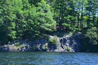 Lush green trees densely cover a rocky shoreline next to a calm body of water. The scene is vibrant and natural, with sunlight filtering through the leaves, creating a serene and peaceful atmosphere.