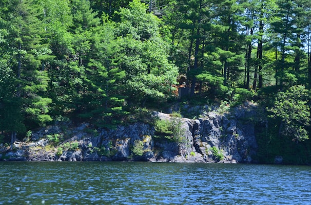 Lush green trees densely cover a rocky shoreline next to a calm body of water. The scene is vibrant and natural, with sunlight filtering through the leaves, creating a serene and peaceful atmosphere.