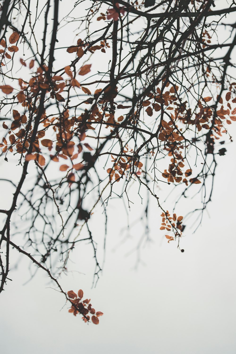 brown-leafed tree