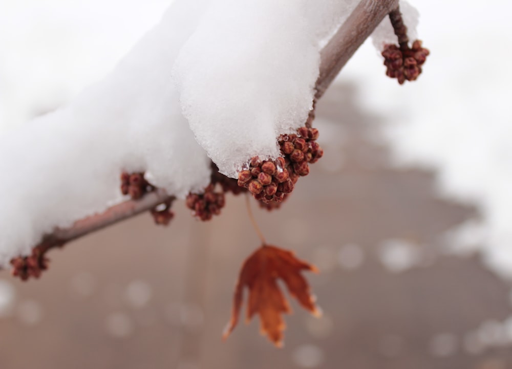 selective focus photography of snow covered tree