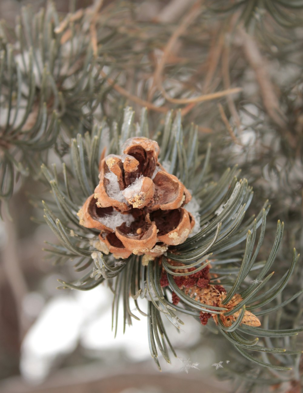 selective focus photography of brown pine cone during daytime