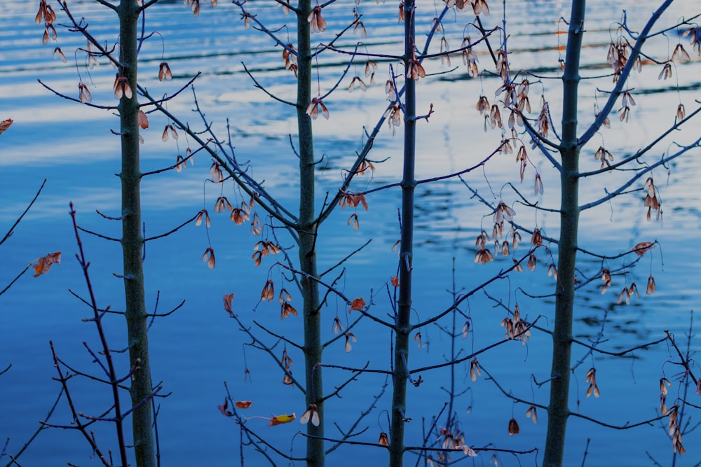 bare tree near calm body of water