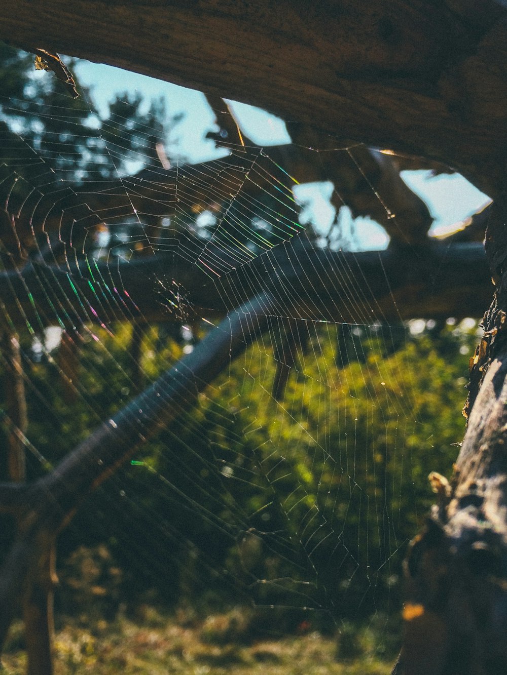 spider web