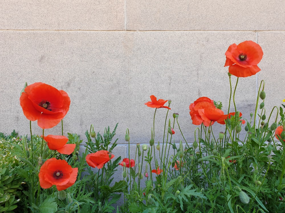 red poppy flowers beside wall