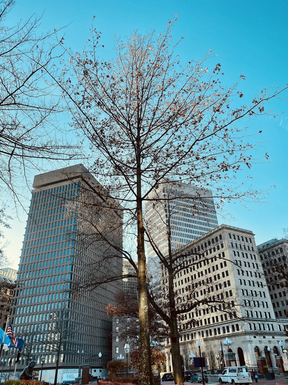 bare trees in front of high-rise buildings