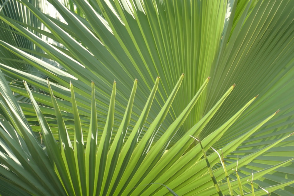 Plantas de palma verde durante el día