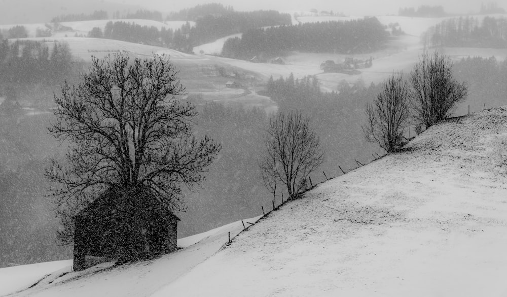 grayscale photography of bare tree beside house