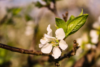 A close-up of a delicate flower in bloom.
