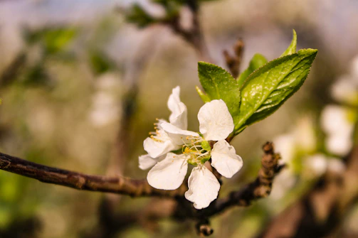 A close-up of a delicate flower in bloom.
