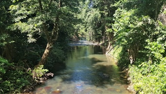 A peaceful river winding through lush green forest at dawn.