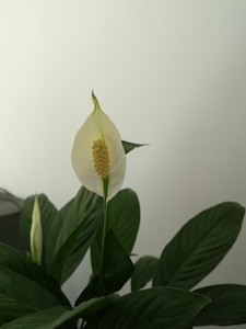 Peace Lily
